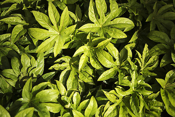 포토 JPG 식물 잎 자연 실내 근접촬영 사람없음 초록색 봄 식물원 온실 국내포토 계절 뷰포인트 컬러 내부 생태계 파일형식