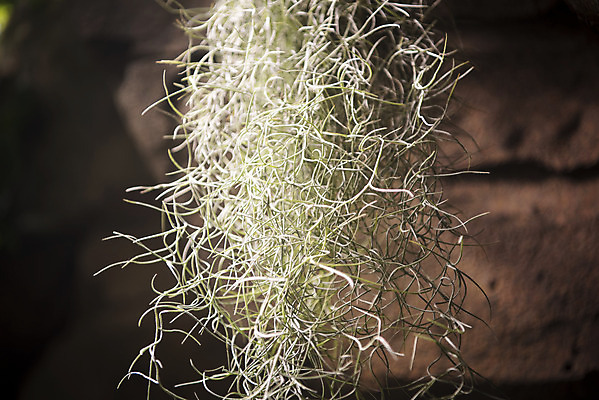 포토 JPG 식물 자연 실내 근접촬영 사람없음 초록색 봄 식물원 온실 공기정화식물 국내포토 계절 뷰포인트 컬러 내부 생태계 파일형식