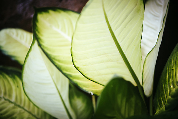 포토 JPG 식물 화초 잎 자연 실내 근접촬영 사람없음 초록색 봄 식물원 온실 국내포토 계절 뷰포인트 컬러 내부 생태계 파일형식