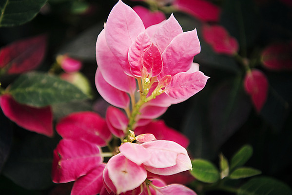 포토 JPG 식물 분홍색 자연 실내 근접촬영 사람없음 아웃포커스 봄 식물원 시클라멘 온실 국내포토 계절 꽃 뷰포인트 컬러 촬영기법 내부 생태계 파일형식