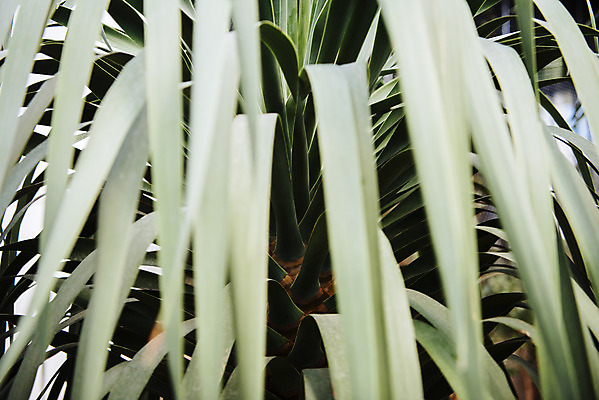 포토 JPG 식물 잎 자연 실내 근접촬영 사람없음 초록색 봄 식물원 온실 국내포토 계절 뷰포인트 컬러 내부 생태계 파일형식