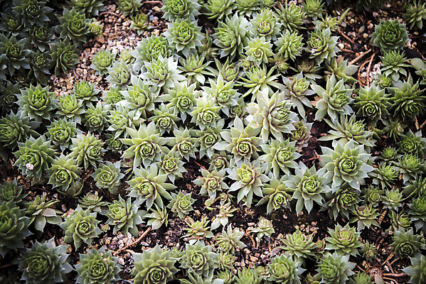 포토 JPG 식물 자연 실내 근접촬영 사람없음 초록색 봄 식물원 다육식물 온실 국내포토 계절 뷰포인트 컬러 내부 생태계 파일형식