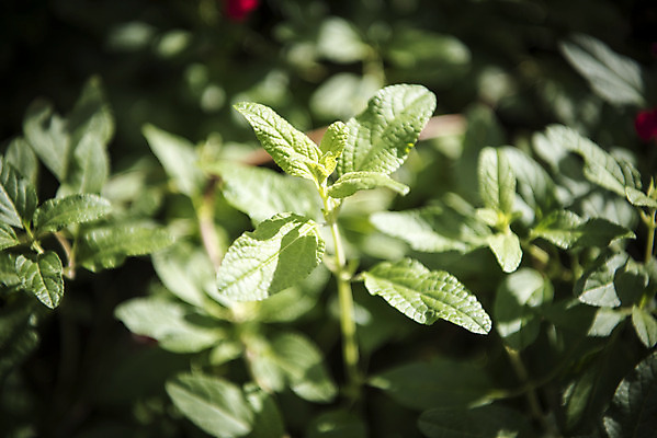 포토 JPG 식물 자연 실내 근접촬영 사람없음 아웃포커스 초록색 봄 식물원 애플민트 온실 국내포토 계절 뷰포인트 컬러 촬영기법 내부 민트 생태계 파일형식