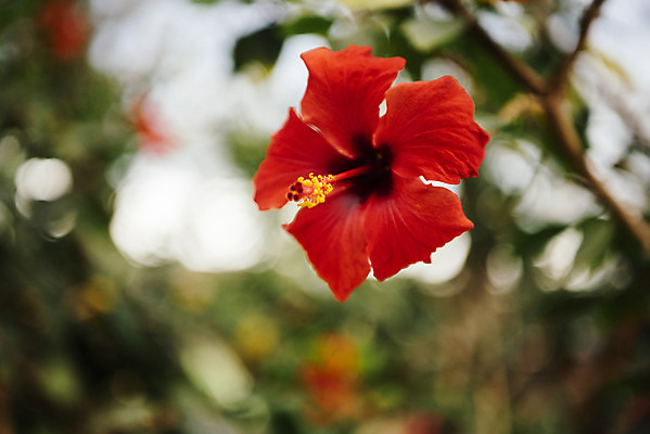 포토 JPG 식물 자연 실내 근접촬영 사람없음 아웃포커스 빨간색 봄 식물원 온실 하와이무궁화 국내포토 계절 꽃 뷰포인트 컬러 촬영기법 내부 생태계 파일형식