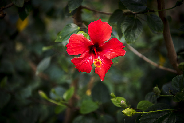 포토 JPG 식물 자연 실내 근접촬영 사람없음 아웃포커스 빨간색 봄 식물원 온실 하와이무궁화 국내포토 계절 꽃 뷰포인트 컬러 촬영기법 내부 생태계 파일형식