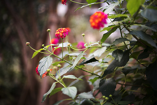 포토 JPG 식물 자연 실내 근접촬영 사람없음 아웃포커스 빨간색 봄 식물원 란타나 온실 국내포토 계절 꽃 뷰포인트 컬러 촬영기법 내부 생태계 파일형식