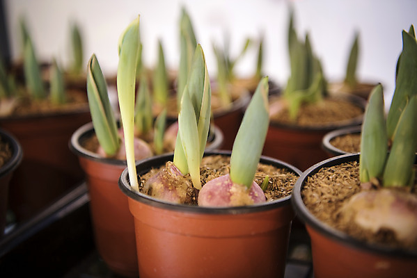 포토 JPG 식물 화분 자연 실내 근접촬영 사람없음 아웃포커스 초록색 봄 난초 식물원 온실 국내포토 계절 뷰포인트 컬러 촬영기법 내부 생태계 파일형식