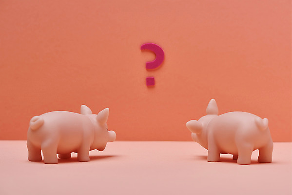 포토 JPG 스튜디오촬영 분홍색 실내 사람없음 금융 미니어처 저축 물음표 돼지 재테크 오브젝트 호기심 투자 낭비 적금 아프리카돼지열병 국내포토 기호 감정 컬러 컨셉 비즈니스 포유류 내부 경제 모형 파일형식 돼지전염병