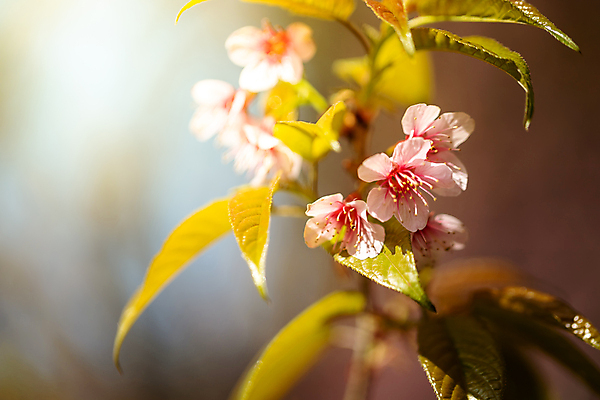 포토 JPG 해외이미지 나무 식물 계절 공원 꽃잎 꽃 도로 분홍색 여행 겨울 태국 자연 하늘 발렌타인데이 사랑 경사 사람없음 야외 목재 장식 파란색 컬러풀 정원 일본 봄 벚꽃 사찰 개화 체리 아치 장면 방법 해외포토 공공시설 감정 아시아 길 컬러 과일 재료 종교건축 교통시설 데이이벤트 생태계 파일형식 이미지허브