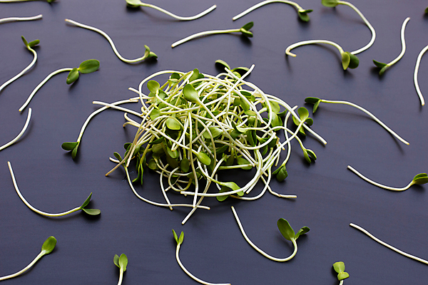 포토 JPG 해외이미지 백그라운드 검은배경 사람없음 아기 신선 유기농 새싹채소 해외포토 웰빙 채소 사람 검은색 파일형식 이미지허브