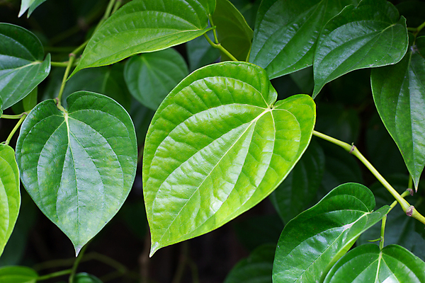 포토 JPG 해외이미지 주간 줄기 잎 담배 사람없음 야외 담뱃잎 해외포토 자연요소 식물 파일형식 이미지허브
