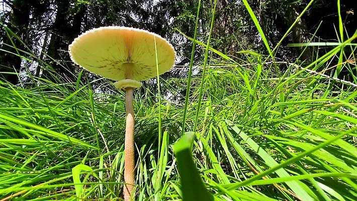 포토 JPG 해외이미지 나무 식물 계절 음식 줄기 백그라운드 잎 채소 자연 이끼 사람없음 야외 초록색 컬러풀 한개 햇빛 갈색 노란색 환경 버섯 봄 젖음 성장 흰색 신선 숲 땅 유기농 곰팡이 삼림지대 캡모자 해외포토 모자_잡화 1 웰빙 컬러 태양 생태계 파일형식 이미지허브