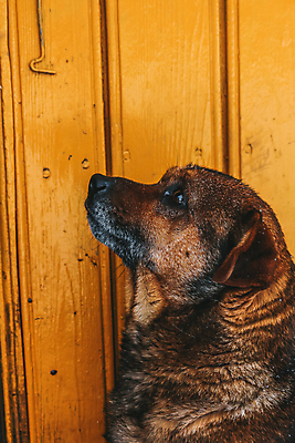 포토 JPG 해외이미지 동물 1 응시 창문 포유류 수염 털 실내 앉기 사람없음 목재 반려동물 갈색 문 고양이 개 강아지 캐비닛 육식동물 주둥이 송곳니 아기사슴 해외포토 나무 시선 새끼 컬러 재료 모션 사슴 내부 치아 사물함 파일형식 이미지허브