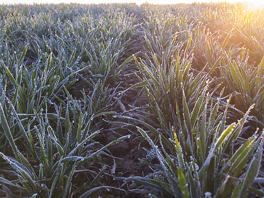 포토 JPG 해외이미지 계절 산업 잎 겨울 밭 농업 아침 사람없음 초록색 빛 햇빛 농장 환경 농사 손상 추위 백발 가을 신선 건초더미 볏짚 땅 시리얼 밀 허브 서리 결정체 총쏘기 호밀 해외포토 주간 식물 헤어스타일 음식 컬러 컨셉 모션 곡류 태양 건초 짚 파일형식 더미 이미지허브