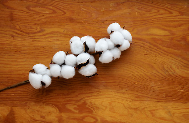 포토 JPG 해외이미지 사람없음 유기농 부드러움 목화꽃 목화솜 카피스페이스 나무배경 해외포토 웰빙 꽃 백그라운드 공백 감각 솜 파일형식 이미지허브