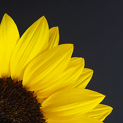 포토 JPG 해외이미지 식물 꽃잎 꽃 백그라운드 꽃무늬 자연 해바라기 미술 사람없음 여름 컬러풀 뷰티 노란색 정원 검은색 봄 벚꽃 묘사 내추럴 고립 해외포토 계절 컬러 무늬 문화예술 생태계 파일형식 이미지허브