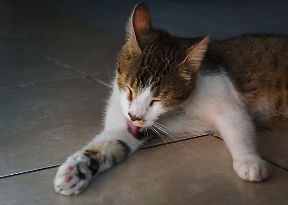 포토 JPG 해외이미지 동물 실내 건강 사람없음 내부 반려동물 고양이 머리빗 가시 핥기 모피 혀 얼룩무늬 잡종 몸단장 돌봄 위생관리 그루밍 해외포토 무늬 포유류 모션 관리 미용용품 입 파일형식 이미지허브