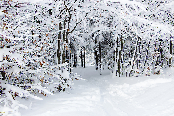 포토 JPG 해외이미지 나무 계절 공원 도로 길 백그라운드 크리스마스 겨울 자국 자연 하늘 날씨 추상 풍경 사람없음 야외 목재 파란색 컬러풀 노란색 냉동 얼음 추위 흰색 나뭇가지 시골 숲 시원함 12월 질감 서리 러시아 장면 내추럴 방법 제설기 폭설 눈내림 해외포토 자연요소 식물 공공시설 기념일 유럽 컬러 무늬 재료 교통시설 눈_날씨 날짜 자연재해 생태계 제설 파일형식 이미지허브