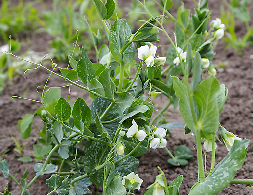 포토 JPG 해외이미지 식물 계절 꽃 음식 줄기 백그라운드 잎 꽃무늬 밭 농업 채소 자연 콩 건강 사람없음 야외 초록색 물 농작물 뷰티 농장 정원 봄 성장 벚꽃 흰색 물방울 신선 달콤 이슬 유기농 원예 완두콩 내추럴 꼬투리 총쏘기 해외포토 자연요소 웰빙 산업 컬러 무늬 모션 곡류 취미 맛 생태계 파일형식 이미지허브