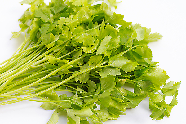 포토 JPG 해외이미지 백그라운드 잎 사람없음 신선 흰배경 유기농 슬라이스 샐러리 해외포토 식물 웰빙 채소 흰색 파일형식 이미지허브