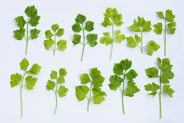 포토 JPG 해외이미지 백그라운드 잎 사람없음 신선 흰배경 유기농 일렬 샐러리 해외포토 식물 웰빙 채소 흰색 파일형식 이미지허브