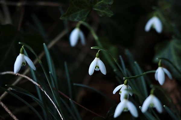 포토 JPG 해외이미지 꽃잎 꽃 잎 사람없음 아웃포커스 침대 스노드롭 해외포토 식물 가구 촬영기법 파일형식 이미지허브