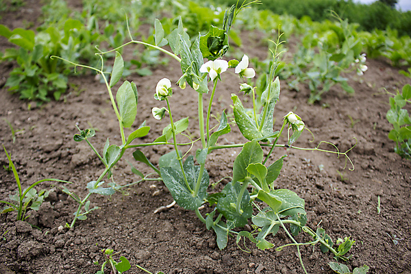 포토 JPG 해외이미지 식물 계절 꽃 음식 줄기 백그라운드 잎 꽃무늬 밭 농업 채소 자연 콩 건강 사람없음 야외 초록색 물 농작물 뷰티 농장 정원 봄 성장 벚꽃 흰색 물방울 신선 달콤 이슬 유기농 원예 완두콩 내추럴 꼬투리 총쏘기 해외포토 자연요소 웰빙 산업 컬러 무늬 모션 곡류 취미 맛 생태계 파일형식 이미지허브
