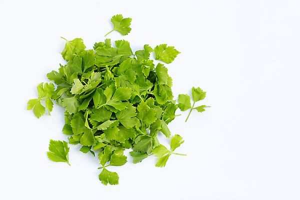 포토 JPG 해외이미지 백그라운드 잎 사람없음 신선 흰배경 유기농 샐러리 해외포토 식물 웰빙 채소 흰색 파일형식 이미지허브