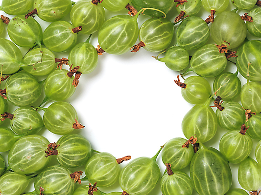 포토 JPG 해외이미지 백그라운드 프레임 사람없음 초록색 하이앵글 가득함 구스베리 해외포토 열매 뷰포인트 컬러 파일형식 이미지허브