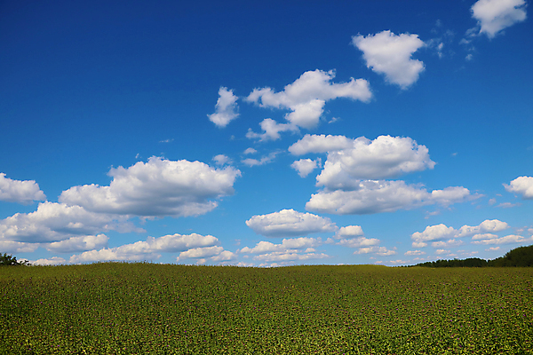 포토 JPG 해외이미지 식물 구름 계절 백그라운드 밭 농업 자연 하늘 날씨 풍경 잔디 사람없음 야외 초록색 여름 파란색 농작물 햇빛 태양 봄 가을 흰색 시골 땅 밀 장면 지역 천국 밭일 평야 수평선 해외포토 자연요소 산업 컬러 곡류 생태계 파일형식 이미지허브