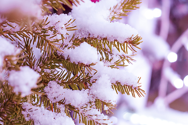 포토 JPG 해외이미지 백인 라이프스타일 계절 백그라운드 크리스마스 겨울 비즈니스 전등 조명 미술 사람없음 장식 빛 축제 기쁨 나뭇가지 등불 축하 표현 도시 야간 저녁 야광 빛망울 가문비나무 해외포토 자연요소 서양인 나무 기념일 감정 컨셉 문화예술 생활 파일형식 이미지허브