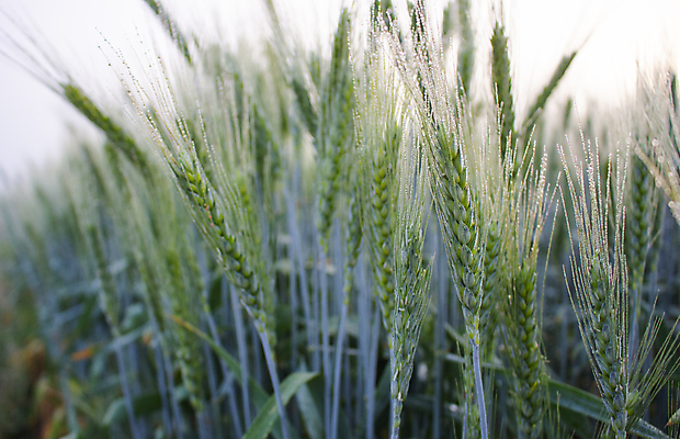 포토 JPG 해외이미지 식물 계절 빵 줄기 백그라운드 잎 밭 농업 자연 날씨 씨앗 사람없음 야외 초록색 물 여름 농작물 햇빛 봄 수확 성장 물방울 시골 신선 떨어짐 소프트포커스 이슬 큼 낟알 시리얼 밀 빗자루 보리 장면 내추럴 해외포토 자연요소 산업 음식 컬러 컨셉 곡류 촬영기법 태양 크기 청소도구 생태계 파일형식 이미지허브