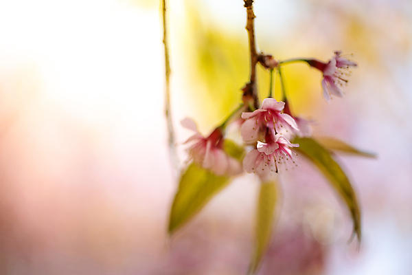 포토 JPG 해외이미지 나무 식물 계절 공원 꽃잎 꽃 도로 분홍색 여행 겨울 태국 자연 하늘 발렌타인데이 사랑 풍경 경사 사람없음 야외 목재 장식 파란색 컬러풀 정원 일본 봄 벚꽃 사찰 개화 체리 아치 장면 방법 해외포토 공공시설 감정 아시아 길 컬러 과일 재료 종교건축 교통시설 데이이벤트 생태계 파일형식 이미지허브
