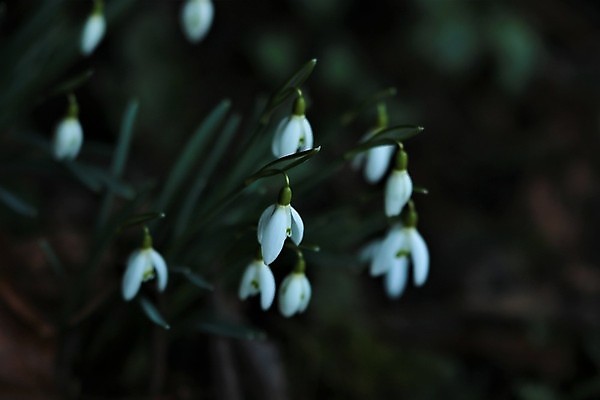 포토 JPG 해외이미지 식물 계절 공원 꽃잎 꽃 잎 겨울 자연 사람없음 야외 초록색 갈색 정원 봄 흰색 침대 원예 화단 땅바닥 떠남 스노드롭 해외포토 공공시설 컬러 가구 모션 바닥 취미 생태계 파일형식 이미지허브