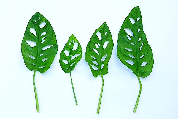 포토 JPG 해외이미지 실내 사람없음 흰배경 몬스테라 열대잎 해외포토 식물 백그라운드 잎 내부 흰색 파일형식 이미지허브