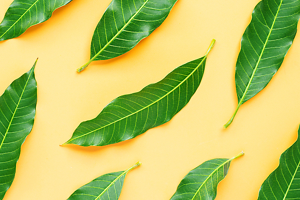 포토 JPG 해외이미지 잎 패턴 실내 사람없음 열대과일 망고 노란배경 해외포토 식물 백그라운드 무늬 과일 내부 노란색 파일형식 이미지허브