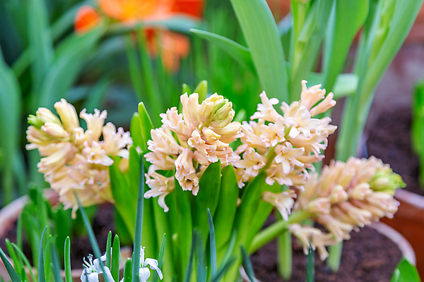 포토 JPG 해외이미지 식물 계절 공원 꽃잎 꽃 줄기 백그라운드 잎 꽃무늬 자연 사람없음 초록색 컬러풀 뷰티 환경 정원 벚꽃 신선 개화 닫기 내추럴 뒤뜰 온실 해외포토 공공시설 컬러 무늬 모션 생태계 파일형식 이미지허브