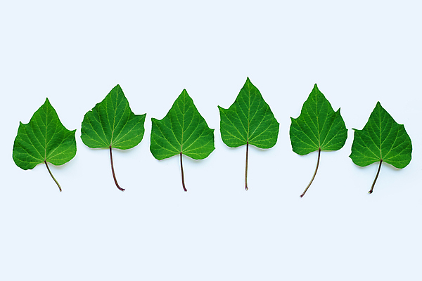 포토 JPG 해외이미지 실내 사람없음 흰배경 일렬 고구마잎 해외포토 백그라운드 잎 내부 흰색 파일형식 이미지허브