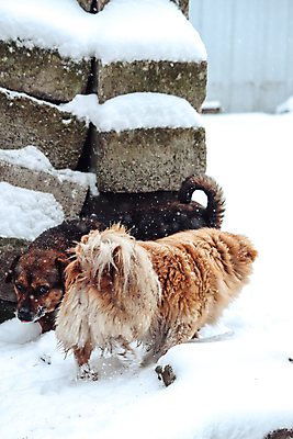 포토 JPG 해외이미지 동물 1 야생동물 겨울 오렌지 포유류 자연 수염 털 서기 사람없음 야외 목재 반려동물 갈색 걷기 추위 개 강아지 꼬리 간 육식동물 주둥이 송곳니 아기사슴 해외포토 나무 계절 새끼 컬러 과일 재료 모션 사슴 장기_의학 치아 생태계 파일형식 이미지허브