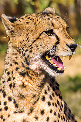 포토 JPG 해외이미지 동물 응시 얼굴 야생동물 여행 포유류 아프리카 자연 털 사람없음 뷰티 환경 고양이 다양 보호 사파리 환경보전 속도 생태계 생물학 육식동물 사냥꾼 육식 서식지 치타 남아프리카 동물상 보호구역 생태학 해외포토 직업 시선 교육 나라 다수 컨셉 신체부위 반려동물 조형물 사회이슈 구역 파일형식 이미지허브
