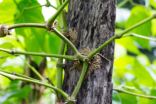 포토 JPG 해외이미지 주간 나무 줄기 잎 담배 사람없음 야외 아웃포커스 나뭇가지 담뱃잎 해외포토 자연요소 식물 촬영기법 파일형식 이미지허브