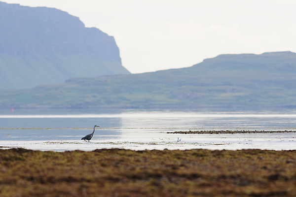 포토 JPG 해외이미지 동물 유럽 야생동물 바다 섬 백그라운드 자연 조류 풍경 사람없음 야외 물 반사 걷기 우주 환경 절벽 회색 만 황무지 해조류 큼 왜가리 썰물 생태계 부리 육식동물 소금 멀리 흐림 내추럴 생태학 포식 카피스페이스 스코틀랜드 해외포토 자연요소 교육 나라 컬러 모션 날씨 영국 공백 해양식물 크기 파일형식 이미지허브
