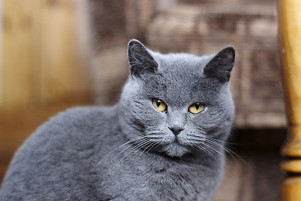 포토 JPG 해외이미지 동물 1 응시 얼굴 백그라운드 포유류 영국 수염 주택 털 사랑 사람없음 야외 반려동물 노란색 고양이 회색 흰색 닫기 달콤 은색 소프트포커스 모피 솜털 해외포토 시선 감정 유럽 컬러 모션 촬영기법 건물 신체부위 맛 파일형식 이미지허브