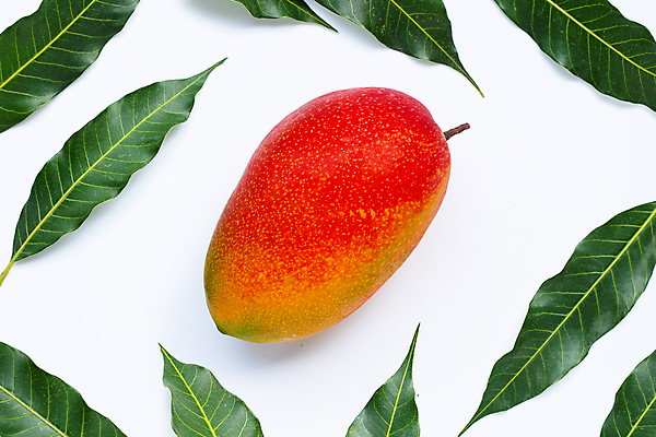 포토 JPG 해외이미지 잎 실내 사람없음 열대과일 흰배경 망고 애플망고 해외포토 식물 백그라운드 과일 내부 흰색 파일형식 이미지허브