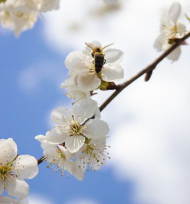 포토 JPG 해외이미지 나무 식물 계절 꽃잎 꽃 곤충 백그라운드 잎 꽃무늬 과일 자연 하늘 사람없음 야외 초록색 여름 파란색 뷰티 노란색 정원 맑음 봄 벚꽃 흰색 나뭇가지 신선 업무 개화 체리 닫기 사과 수분 벌 묘사 꽃가루 꿀 내추럴 해외포토 동물 컬러 무늬 모션 날씨 작업 가루 생태계 파일형식 이미지허브