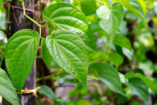 포토 JPG 해외이미지 주간 줄기 잎 담배 사람없음 야외 아웃포커스 담뱃잎 해외포토 자연요소 식물 촬영기법 파일형식 이미지허브
