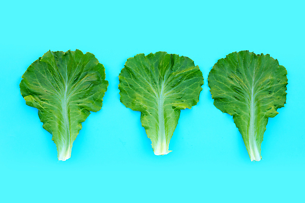포토 JPG 해외이미지 백그라운드 사람없음 신선 상추 유기농 파란배경 일렬 해외포토 웰빙 채소 파란색 파일형식 이미지허브