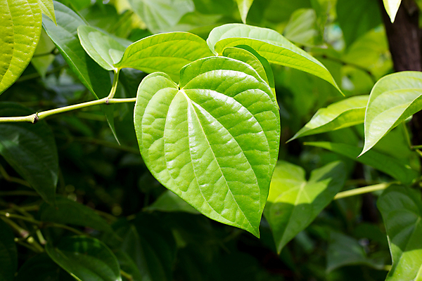 포토 JPG 해외이미지 주간 줄기 잎 담배 사람없음 야외 담뱃잎 해외포토 자연요소 식물 파일형식 이미지허브