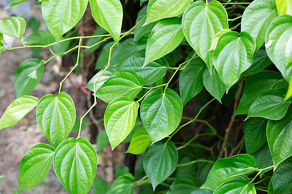 포토 JPG 해외이미지 주간 줄기 잎 담배 사람없음 야외 담뱃잎 해외포토 자연요소 식물 파일형식 이미지허브