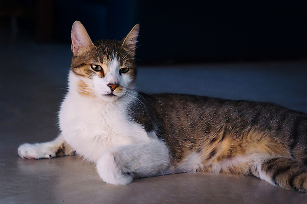 포토 JPG 해외이미지 스튜디오촬영 동물 응시 여유 얼굴 검은배경 휴식 사람없음 반려동물 고양이 표현 우아함 모피 육식동물 사냥꾼 얼룩무늬 잡종 노려봄 거짓말 세련 해외포토 직업 시선 감정 백그라운드 컨셉 무늬 포유류 실내 표정 신체부위 검은색 파일형식 이미지허브